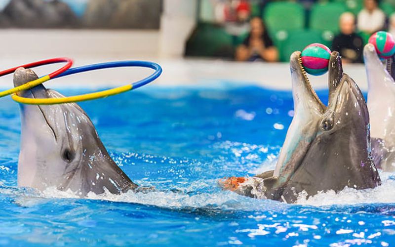 Dubai Dolphinarium